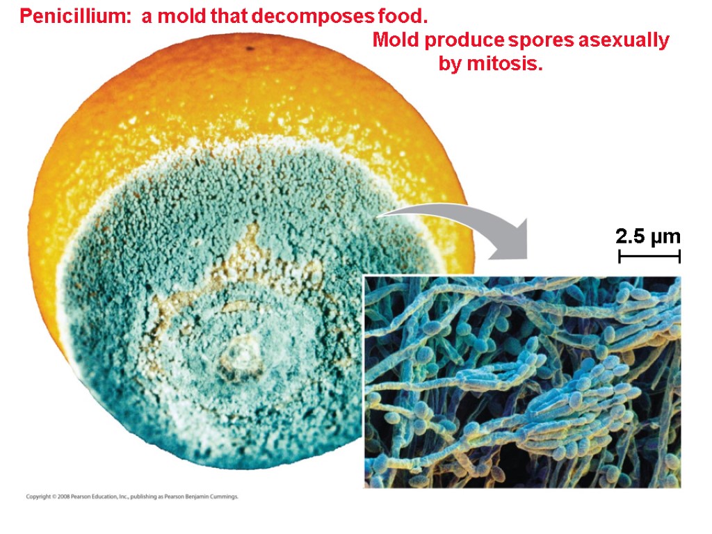 Penicillium: a mold that decomposes food. Mold produce spores asexually by mitosis. 2.5 µm